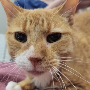 Meet your Posher, Trixie